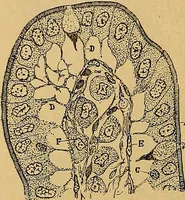 An illustration from Elementos de histología normal y de téchnica micrografica para uso de estudiantes (1897)