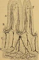 An illustration from Elementos de histología normal y de téchnica micrografica para uso de estudiantes (1897)