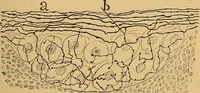 An illustration from Elementos de histología normal y de téchnica micrografica para uso de estudiantes (1897)