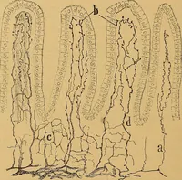 An illustration from Elementos de histología normal y de téchnica micrografica para uso de estudiantes (1897)