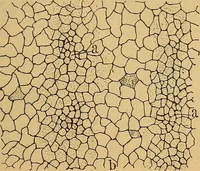An illustration from Elementos de histología normal y de téchnica micrografica para uso de estudiantes (1897)
