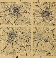An illustration from Elementos de histología normal y de téchnica micrografica para uso de estudiantes (1897)