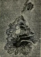 An illustration from The elements of astronomy; a textbook (1919)