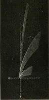 An illustration from The elements of astronomy; a textbook (1919)