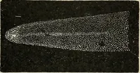 An illustration from The elements of astronomy; a textbook (1919)