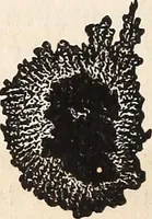 An illustration from Elements of astronomy .. (1870)