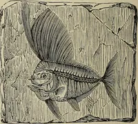 An illustration from Elements of astronomy: accompanied with numerous illustrations, a colored representation of the solar, stellar, and nebular spectra, and celestial charts of the northern and the southern hemisphere (1875)