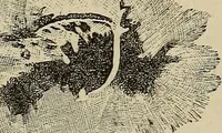 An illustration from Elements of astronomy: accompanied with numerous illustrations, a colored representation of the solar, stellar, and nebular spectra, and celestial charts of the northern and the southern hemisphere (1875)