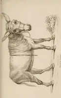 Picture 25 of 44 from The elements of drawing : in its various branches, for the use of students ... containing several hundred examples, from the works of the greatest masters (1827), leaf 187