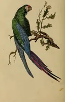 Picture 33 of 44 from The elements of drawing : in its various branches, for the use of students ... containing several hundred examples, from the works of the greatest masters (1827), leaf 208