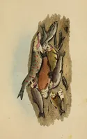 Picture 43 of 44 from The elements of drawing : in its various branches, for the use of students ... containing several hundred examples, from the works of the greatest masters (1827), leaf 251