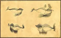 Picture 3 of 48 from Elements of drawing exemplified in a variety of figures and sketches of parts of the human form (1814), leaf 12