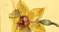 Picture 43 of 48 from Elements of drawing exemplified in a variety of figures and sketches of parts of the human form (1814), leaf 58