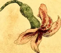 Picture 47 of 48 from Elements of drawing exemplified in a variety of figures and sketches of parts of the human form (1814), leaf 58