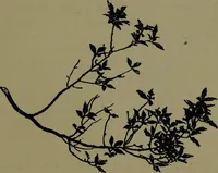 An illustration from The elements of drawing in three letters to beginners (1898)
