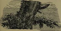 An illustration from The elements of drawing in three letters to beginners (1898)