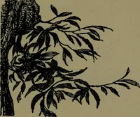 An illustration from The elements of drawing in three letters to beginners (1898)