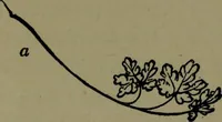 An illustration from The elements of drawing in three letters to beginners (1898)