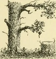 Picture 15 of 59 from Elements of lettering and sign painting; (1899), leaf 45