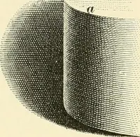 Picture 26 of 59 from Elements of lettering and sign painting; (1899), leaf 56