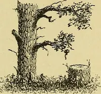 An illustration from Elements of lettering ... A treatise on the history, classification, and practical application of the various styles of letters of the alphabet (1899)
