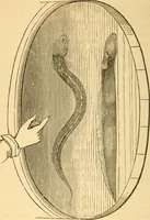 Picture 113 of 181 from The elements of natural philosophy : copiously illustrated by familiar experiments and containing descriptions of instruments, with directions for using : designed for the use of schools and academies (1856), leaf 248