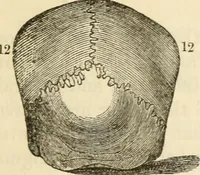 Picture 31 of 45 from Elements of phrenology (1850), leaf 105