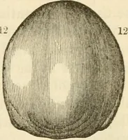 Picture 32 of 45 from Elements of phrenology (1850), leaf 105