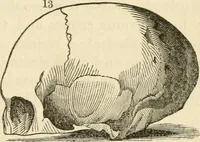 Picture 33 of 45 from Elements of phrenology (1850), leaf 107