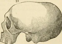 Picture 34 of 45 from Elements of phrenology (1850), leaf 107