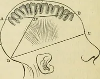 Picture 8 of 45 from Elements of phrenology (1850), leaf 44
