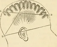 Picture 9 of 45 from Elements of phrenology (1850), leaf 45