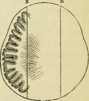 Picture 10 of 45 from Elements of phrenology (1850), leaf 46