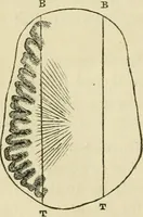 Picture 11 of 45 from Elements of phrenology (1850), leaf 46