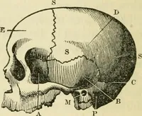 Picture 12 of 45 from Elements of phrenology (1850), leaf 48