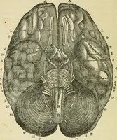 Picture 13 of 45 from Elements of phrenology (1850), leaf 58