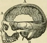 Picture 14 of 45 from Elements of phrenology (1850), leaf 62