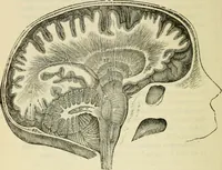 Picture 15 of 45 from Elements of phrenology (1850), leaf 64