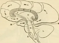Picture 16 of 45 from Elements of phrenology (1850), leaf 65