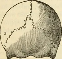 Picture 21 of 45 from Elements of phrenology (1850), leaf 85