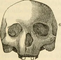 Picture 23 of 45 from Elements of phrenology (1850), leaf 87
