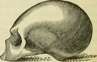 Picture 28 of 45 from Elements of phrenology (1850), leaf 96