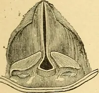 An illustration from Elements of physics (1903)
