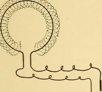 Picture 65 of 95 from Elements of physics, experimental and descriptive (1902), leaf 142