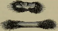 Picture 76 of 177 from Elements of physics (1900), leaf 232