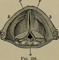 An illustration from Elements of physics (1900)