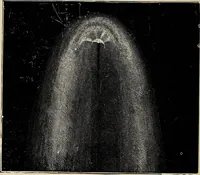 An illustration from Elements of theoretical and descriptive astronomy, for the use of colleges and academies (1901)