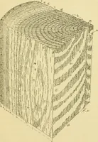 An illustration from ...Elements of woodwork (1911)
