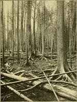 An illustration from ...Elements of woodwork (1911)