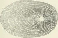 An illustration from The elements of railroad engineering (1897)